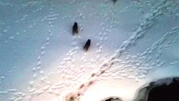KARS SARIKAMIŞ'TA, AYILAR KIŞ UYKUSUNDAN UYANDI KARS SARIKAMIŞ'TA, AYILAR KIŞ UYKUSUNDAN UYANDI