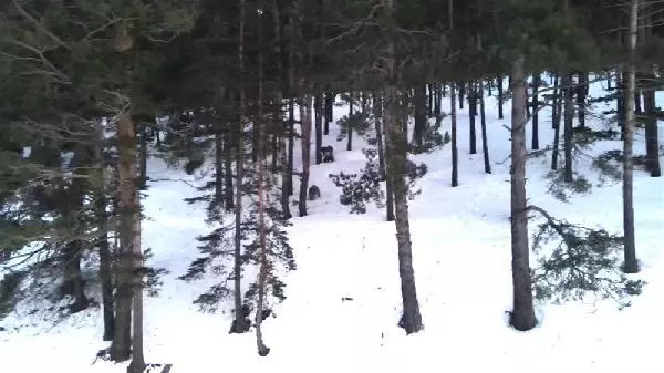 KARS SARIKAMIŞ'TA, AYILAR KIŞ UYKUSUNDAN UYANDI KARS SARIKAMIŞ'TA, AYILAR KIŞ UYKUSUNDAN UYANDI