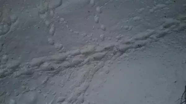 KARS SARIKAMIŞ'TA, AYILAR KIŞ UYKUSUNDAN UYANDI KARS SARIKAMIŞ'TA, AYILAR KIŞ UYKUSUNDAN UYANDI