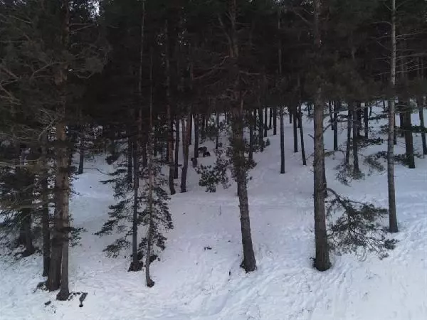 KARS SARIKAMIŞ'TA, AYILAR KIŞ UYKUSUNDAN UYANDI KARS SARIKAMIŞ'TA, AYILAR KIŞ UYKUSUNDAN UYANDI