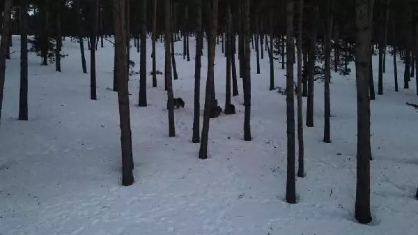 KARS SARIKAMIŞ'TA, AYILAR KIŞ UYKUSUNDAN UYANDI KARS SARIKAMIŞ'TA, AYILAR KIŞ UYKUSUNDAN UYANDI
