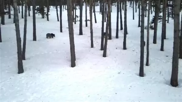 KARS SARIKAMIŞ'TA, AYILAR KIŞ UYKUSUNDAN UYANDI KARS SARIKAMIŞ'TA, AYILAR KIŞ UYKUSUNDAN UYANDI