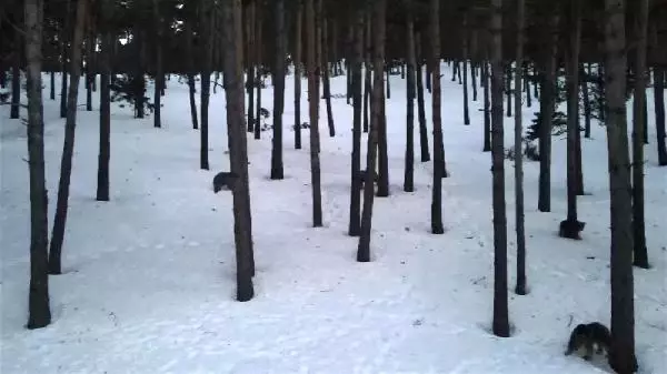 KARS SARIKAMIŞ'TA, AYILAR KIŞ UYKUSUNDAN UYANDI KARS SARIKAMIŞ'TA, AYILAR KIŞ UYKUSUNDAN UYANDI