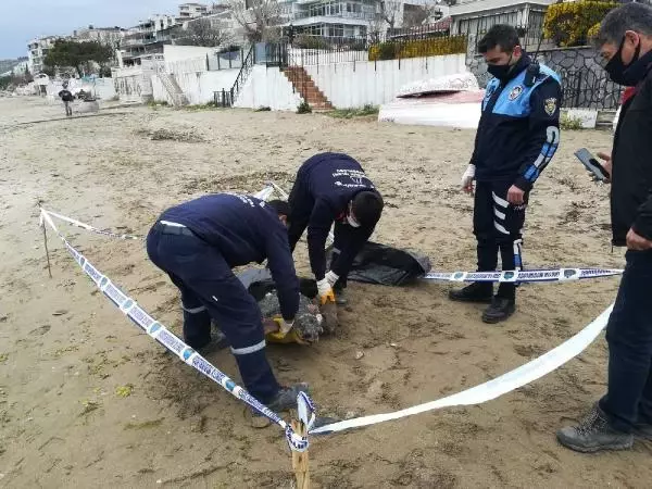 Silivri'de 90 kiloluk caretta caretta ölü bulundu