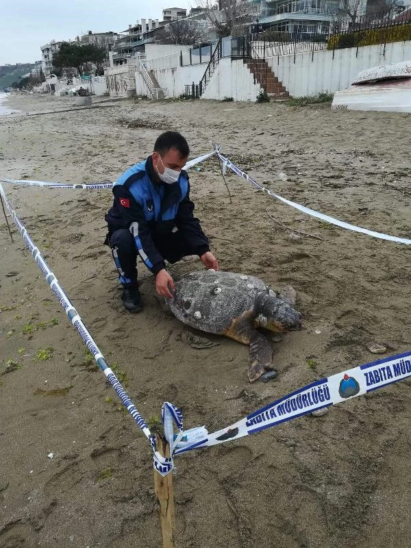 Silivri'de 90 kiloluk caretta caretta ölü bulundu