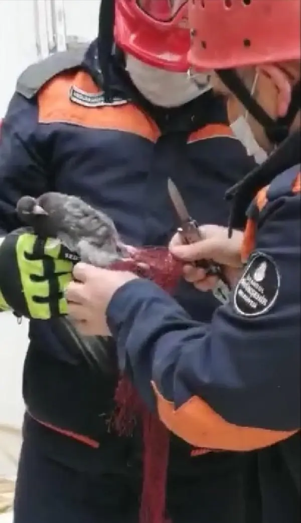 SİLİVRİ'DE AYAĞI KOPMAK ÜZERE OLAN GÜVERCİNİ İTFAİYE KURTARDI SİLİVRİ'DE AYAĞI KOPMAK ÜZERE OLAN GÜVERCİNİ İTFAİYE KURTARDI