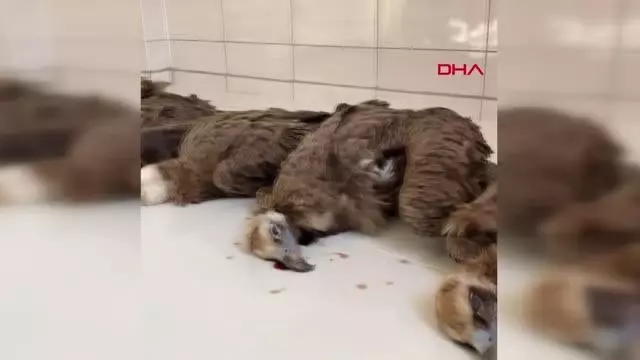 Son dakika haber... AFYON KORUMA ALTINDAKİ 7 KARA AKBABA, DOĞAYA ATILAN ZEHİRLİ ETLERİ YİYİP, ÖLDÜ Son dakika haber... AFYON KORUMA ALTINDAKİ 7 KARA AKBABA, DOĞAYA ATILAN ZEHİRLİ ETLERİ YİYİP, ÖLDÜ