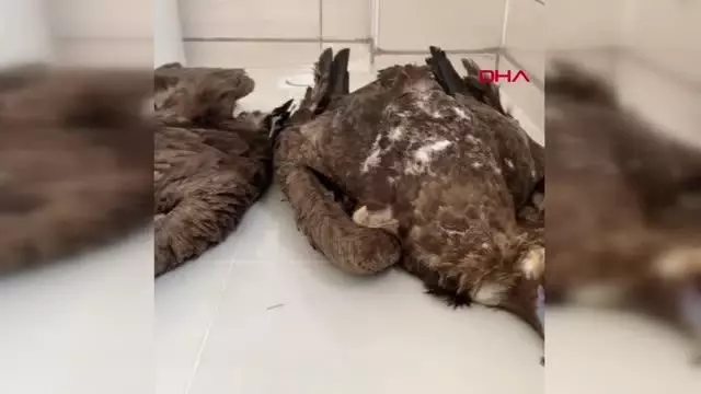 Son dakika haber... AFYON KORUMA ALTINDAKİ 7 KARA AKBABA, DOĞAYA ATILAN ZEHİRLİ ETLERİ YİYİP, ÖLDÜ Son dakika haber... AFYON KORUMA ALTINDAKİ 7 KARA AKBABA, DOĞAYA ATILAN ZEHİRLİ ETLERİ YİYİP, ÖLDÜ