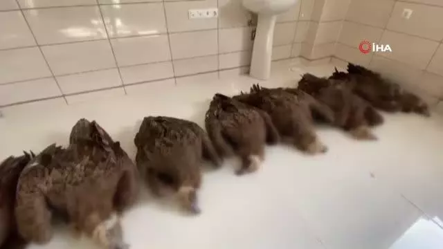 Afyonkarahisar'da akbaba katliamı