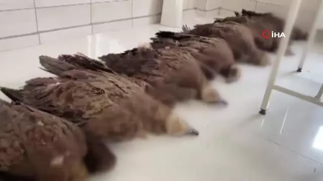 Afyonkarahisar'da akbaba katliamı