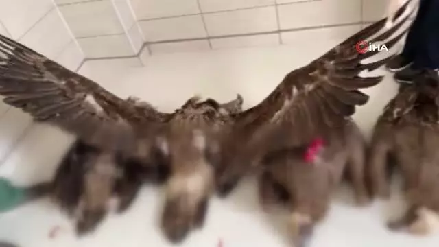 Afyonkarahisar'da akbaba katliamı