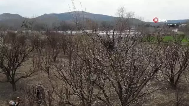 Ağaçları budadılar, kuş yuvası olan dallara el sürmediler Ağaçları budadılar, kuş yuvası olan dallara el sürmediler