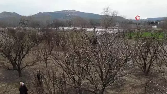 Ağaçları budadılar, kuş yuvası olan dallara el sürmediler Ağaçları budadılar, kuş yuvası olan dallara el sürmediler