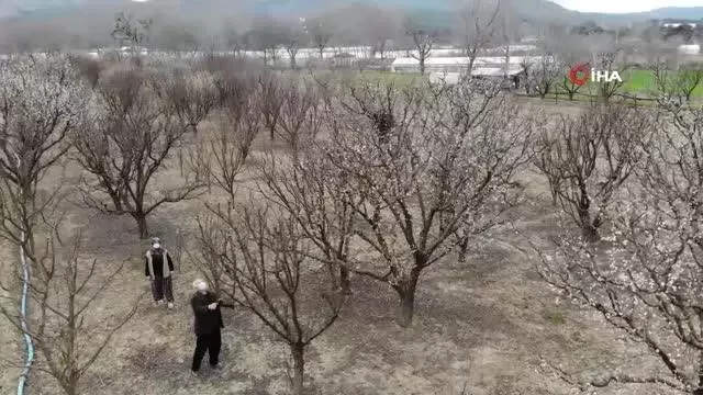 Ağaçları budadılar, kuş yuvası olan dallara el sürmediler Ağaçları budadılar, kuş yuvası olan dallara el sürmediler