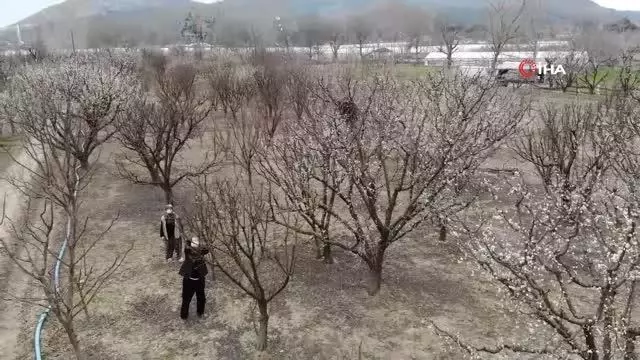 Ağaçları budadılar, kuş yuvası olan dallara el sürmediler Ağaçları budadılar, kuş yuvası olan dallara el sürmediler
