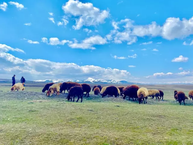 Ağrı'da İlkbahar renk cümbüşü oluşturdu Ağrı'da İlkbahar renk cümbüşü oluşturdu