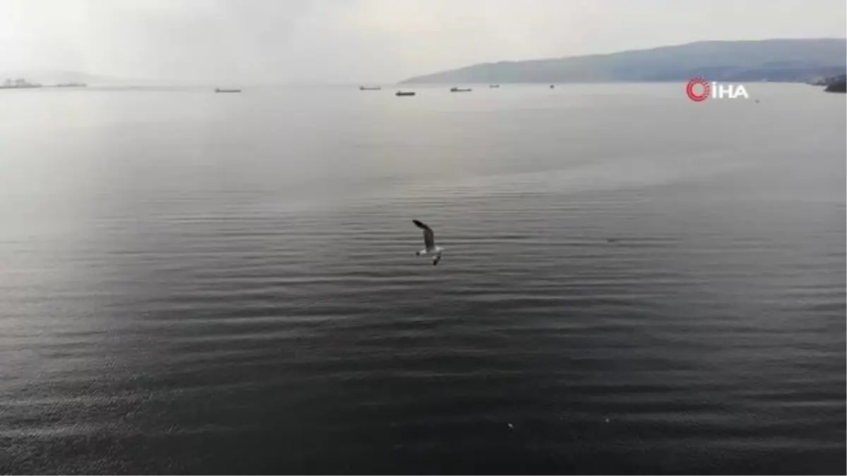 Balıkçıların kabusu balon balığı Marmara denizinde yakalandı