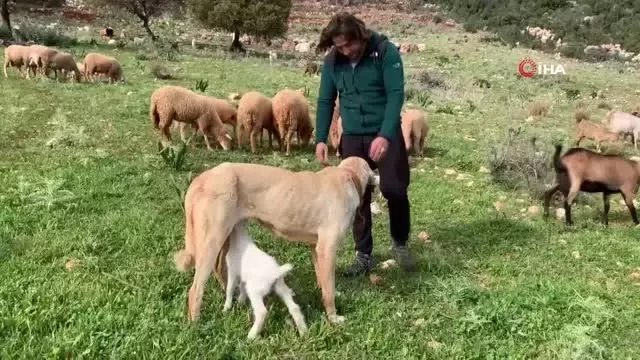 Çoban köpeğinden vefa örneği Çoban köpeğinden vefa örneği