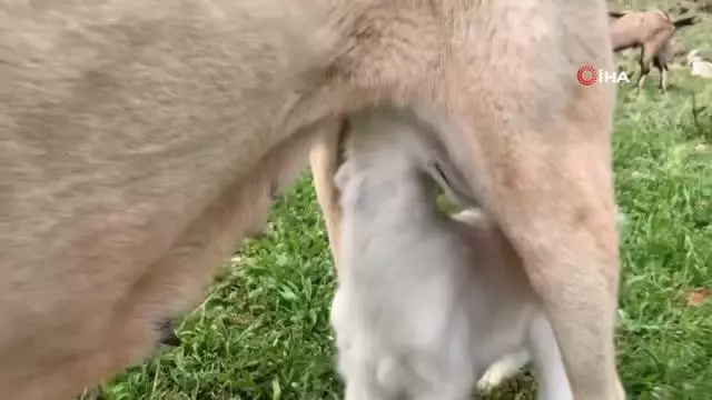 Çoban köpeğinden vefa örneği Çoban köpeğinden vefa örneği