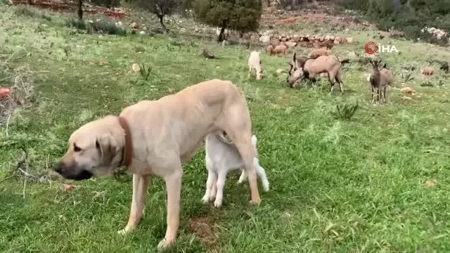 Çoban köpeğinden vefa örneği Çoban köpeğinden vefa örneği
