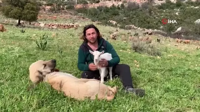 Çoban köpeğinden vefa örneği Çoban köpeğinden vefa örneği