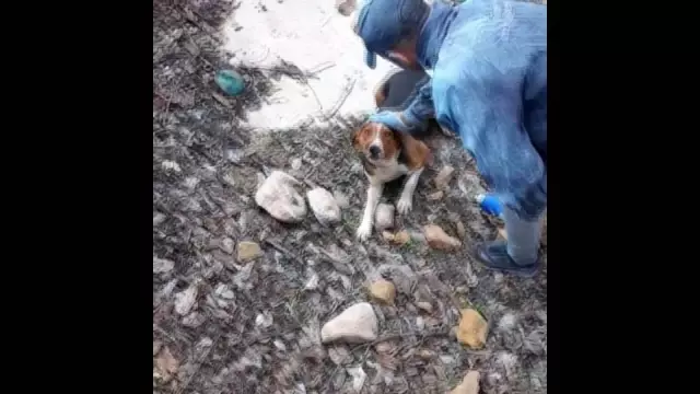 Sulama havuzuna düşen köpeği el ele verip kurtardılar Sulama havuzuna düşen köpeği el ele verip kurtardılar