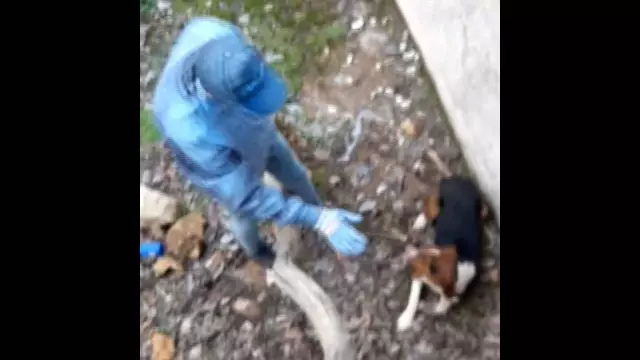 Sulama havuzuna düşen köpeği el ele verip kurtardılar Sulama havuzuna düşen köpeği el ele verip kurtardılar