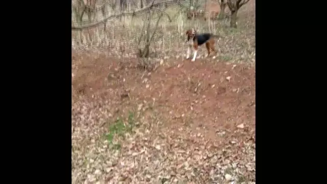 Sulama havuzuna düşen köpeği el ele verip kurtardılar Sulama havuzuna düşen köpeği el ele verip kurtardılar