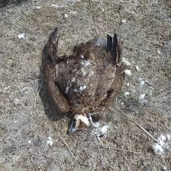 Son dakika haber... AFYON KORUMA ALTINDAKİ 7 KARA AKBABA, DOĞAYA ATILAN ZEHİRLİ ETLERİ YİYİP, ÖLDÜ Son dakika haber... AFYON KORUMA ALTINDAKİ 7 KARA AKBABA, DOĞAYA ATILAN ZEHİRLİ ETLERİ YİYİP, ÖLDÜ