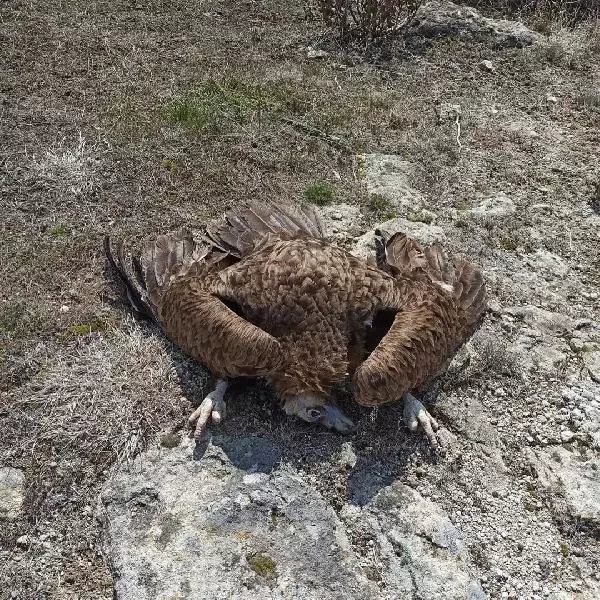 Son dakika haber... AFYON KORUMA ALTINDAKİ 7 KARA AKBABA, DOĞAYA ATILAN ZEHİRLİ ETLERİ YİYİP, ÖLDÜ Son dakika haber... AFYON KORUMA ALTINDAKİ 7 KARA AKBABA, DOĞAYA ATILAN ZEHİRLİ ETLERİ YİYİP, ÖLDÜ