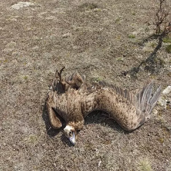 Son dakika haber... AFYON KORUMA ALTINDAKİ 7 KARA AKBABA, DOĞAYA ATILAN ZEHİRLİ ETLERİ YİYİP, ÖLDÜ Son dakika haber... AFYON KORUMA ALTINDAKİ 7 KARA AKBABA, DOĞAYA ATILAN ZEHİRLİ ETLERİ YİYİP, ÖLDÜ
