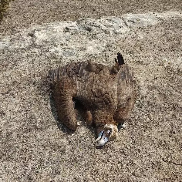 Son dakika haber... AFYON KORUMA ALTINDAKİ 7 KARA AKBABA, DOĞAYA ATILAN ZEHİRLİ ETLERİ YİYİP, ÖLDÜ Son dakika haber... AFYON KORUMA ALTINDAKİ 7 KARA AKBABA, DOĞAYA ATILAN ZEHİRLİ ETLERİ YİYİP, ÖLDÜ
