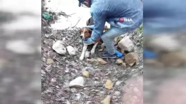 Sulama havuzuna düşen köpeği el ele verip kurtardılar Sulama havuzuna düşen köpeği el ele verip kurtardılar