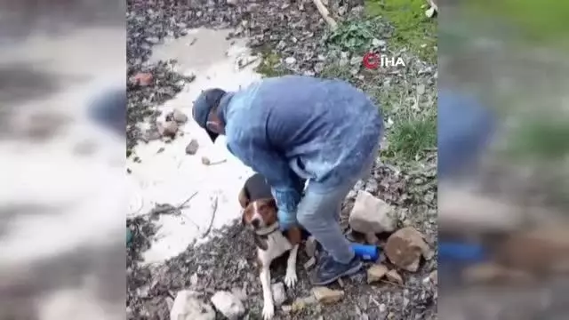 Sulama havuzuna düşen köpeği el ele verip kurtardılar Sulama havuzuna düşen köpeği el ele verip kurtardılar