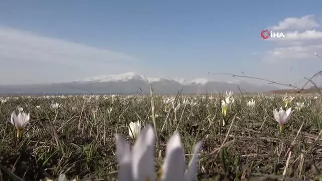 Son dakika haberi | Van'da kardelenler çiçek açtı Son dakika haberi | Van'da kardelenler çiçek açtı
