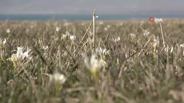 Son dakika haberi | Van'da kardelenler çiçek açtı Son dakika haberi | Van'da kardelenler çiçek açtı