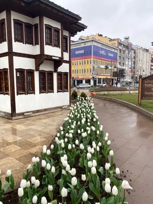20 bin lale toprak ile buluştu 20 bin lale toprak ile buluştu