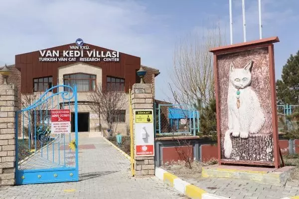 2021'de ilk Van kedileri dünyaya geldi 2021'de ilk Van kedileri dünyaya geldi