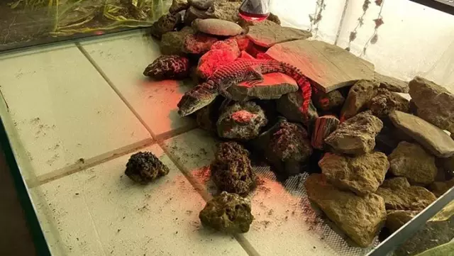 Adana'da bodrumunda timsah besleyen esnaf ekipleri şaşkınlığa uğrattı Adana'da bodrumunda timsah besleyen esnaf ekipleri şaşkınlığa uğrattı