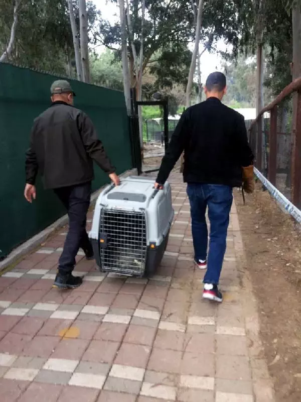 Adana'da çiftlik evinde beslenen timsaha el konuldu Adana'da çiftlik evinde beslenen timsaha el konuldu
