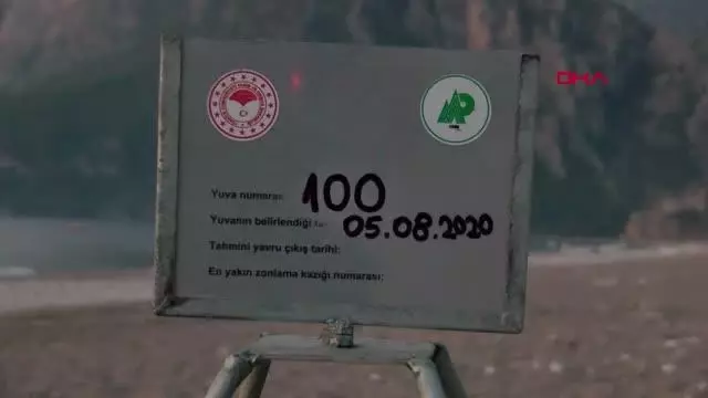 ANTALYA CARETTA CARETTALARIN YUVADAN ÇIKIŞ SÜRESİ, İKLİM DEĞİŞİKLİĞİ NEDENİYLE 47 GÜNE DÜŞTÜ ANTALYA CARETTA CARETTALARIN YUVADAN ÇIKIŞ SÜRESİ, İKLİM DEĞİŞİKLİĞİ NEDENİYLE 47 GÜNE DÜŞTÜ