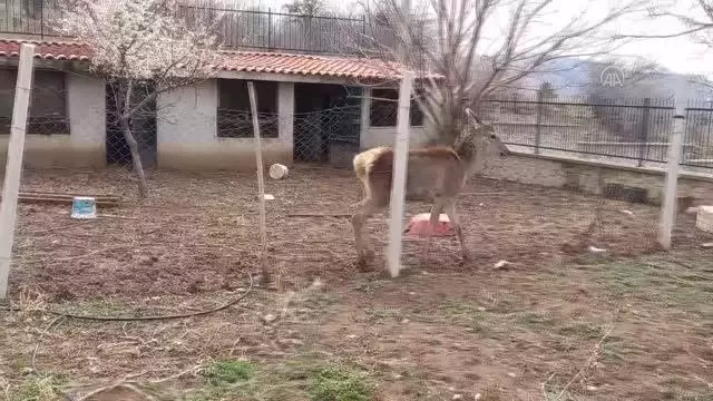 Ayaş'ta yerleşim yerine inen kızıl geyik koruma altına alındı Ayaş'ta yerleşim yerine inen kızıl geyik koruma altına alındı