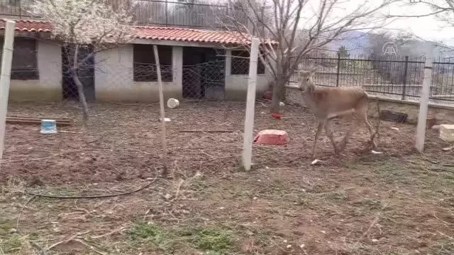 Ayaş'ta yerleşim yerine inen kızıl geyik koruma altına alındı Ayaş'ta yerleşim yerine inen kızıl geyik koruma altına alındı