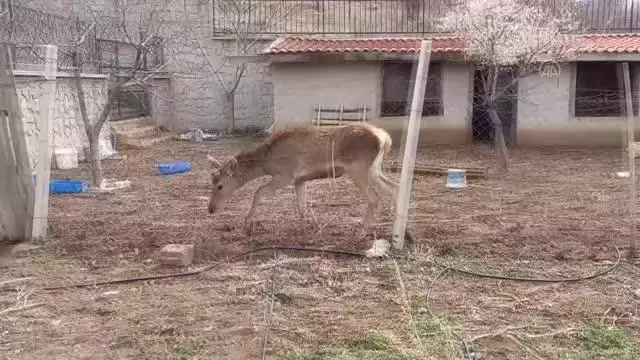 Ayaş'ta yerleşim yerine inen kızıl geyik koruma altına alındı Ayaş'ta yerleşim yerine inen kızıl geyik koruma altına alındı