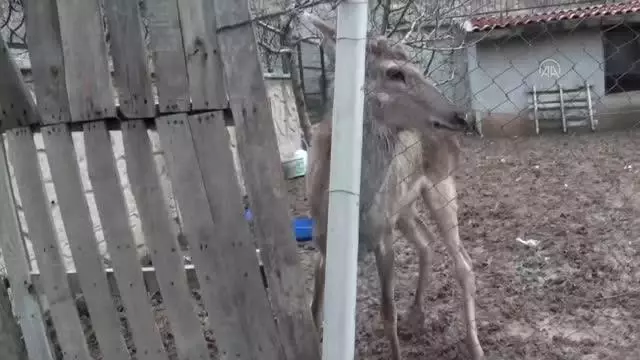 Ayaş'ta yerleşim yerine inen kızıl geyik koruma altına alındı Ayaş'ta yerleşim yerine inen kızıl geyik koruma altına alındı
