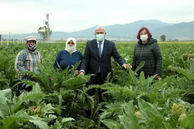 Başkan Atay, enginar hasadına katıldı Başkan Atay, enginar hasadına katıldı