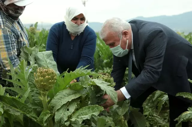 Başkan Atay, enginar hasadına katıldı Başkan Atay, enginar hasadına katıldı