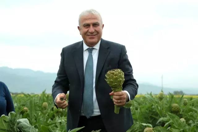 Başkan Atay, enginar hasadına katıldı Başkan Atay, enginar hasadına katıldı