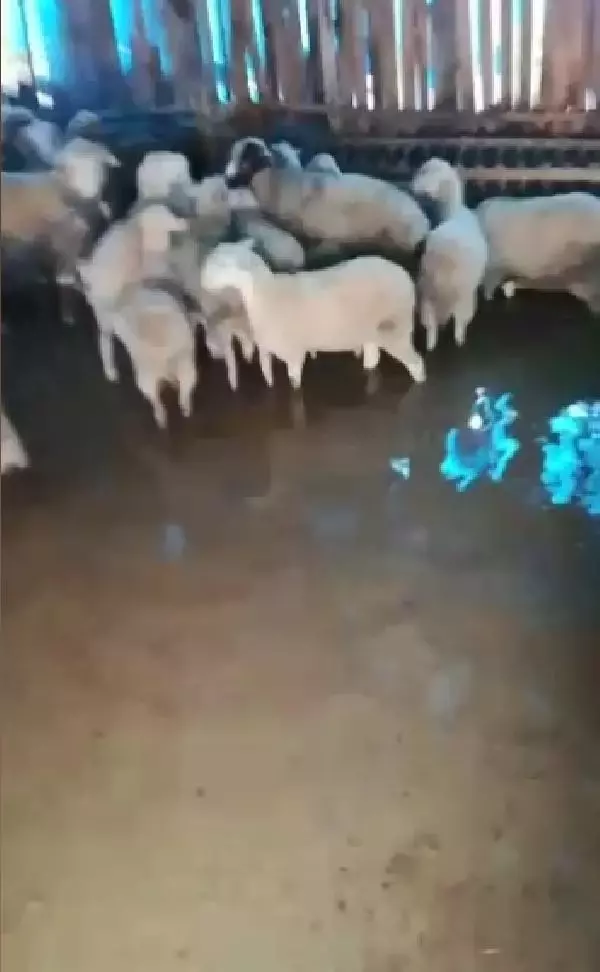 Bursa'da çiftliği su bastı, kuzular iş makinesiyle kurtarıldı Bursa'da çiftliği su bastı, kuzular iş makinesiyle kurtarıldı