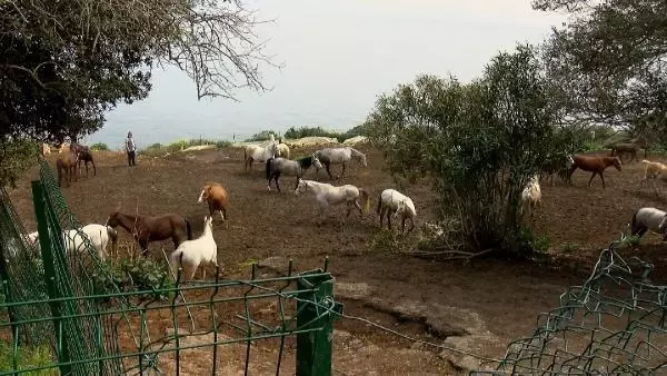 Büyükada'da İSPARK ahırlarındaki atların özgür bırakılması için eylem yapıldı Büyükada'da İSPARK ahırlarındaki atların özgür bırakılması için eylem yapıldı